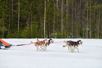 Husky sled dog racing. winter dog sport sled competition. siberian husky dogs pull sled with musher