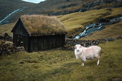 Sheep standing on landscape against mountains