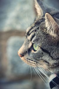 Close-up of a cat looking away