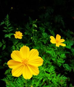 Close-up of yellow flowers blooming outdoors