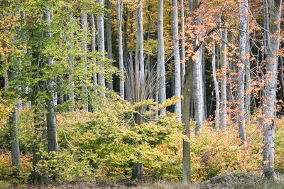 Trees in forest