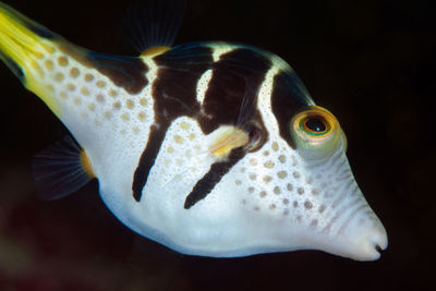 Close-up of fish swimming in sea