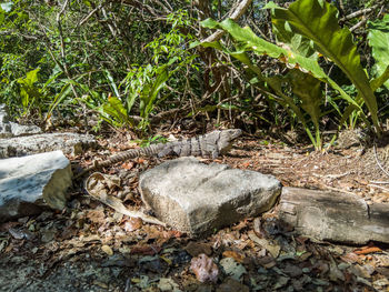 High angle view of rocks on field in forest