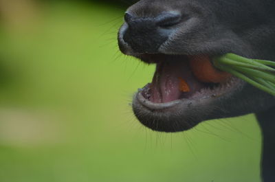 A deer eating a carrot 