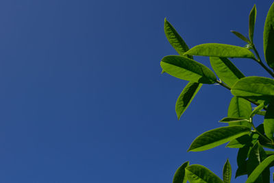 Close-up of plants against clear blue sky