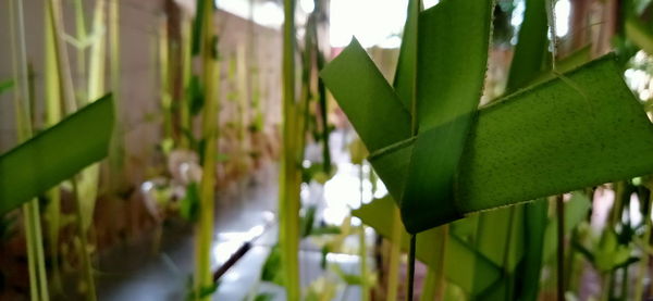 Close-up of green leaves on window