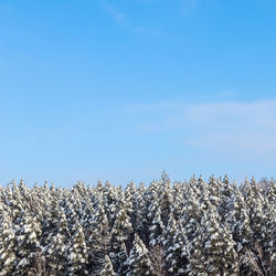 Scenic view of field against clear blue sky