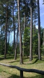 Trees in forest