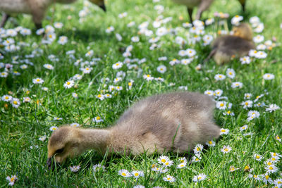 View of an animal on field