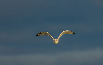 Bird flying against sky