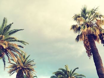 Low angle view of palm trees against sky