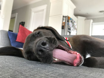 Close-up of dog at home