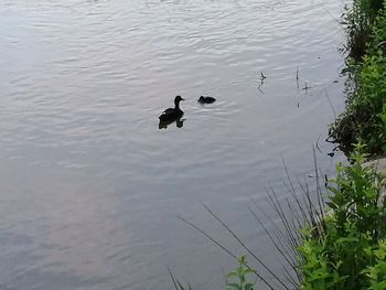 High angle view of swans swimming on lake