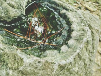 Close-up of tree trunk