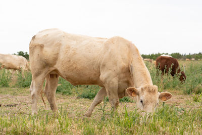 Horses grazing in a field