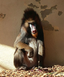 Resting mandrill