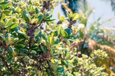 Close-up of plants growing on field