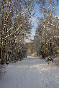 Road amidst trees in forest during winter