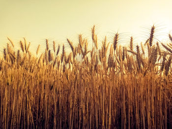 Yellow wheat ears on a field. ripening ears wheat. agriculture. natural product 