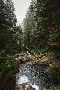 Stream flowing through rocks in forest