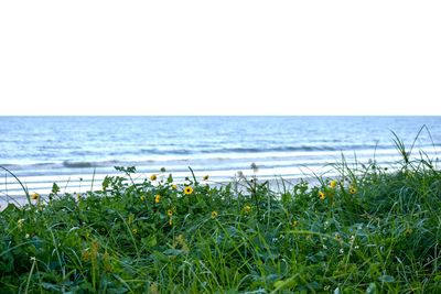 Close-up of grass by sea against clear sky