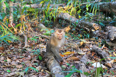 Monkey sitting on a field