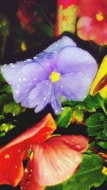 Macro shot of water drops on pink flower