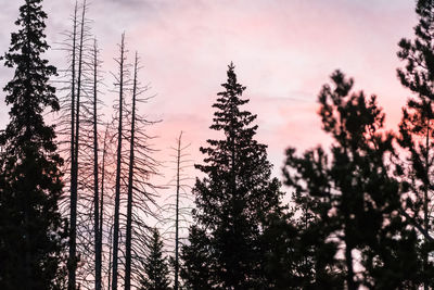 Low angle view of pine trees in forest against sky