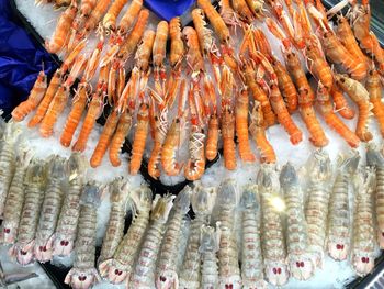 High angle view of prawns for sale in fish market