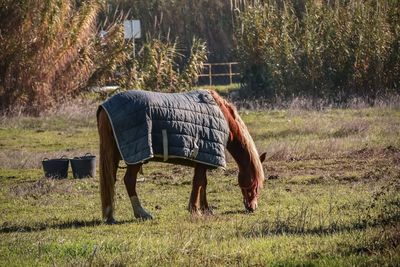 Horse grazing on field