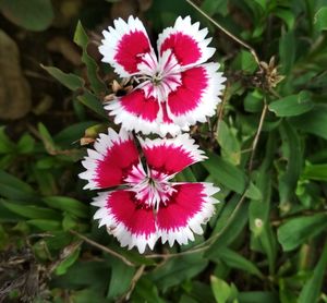 Close-up of flower blooming outdoors