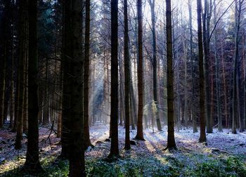 Trees in forest against sky