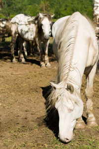 Horses in the field