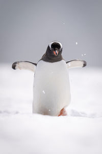 Gentoo penguin