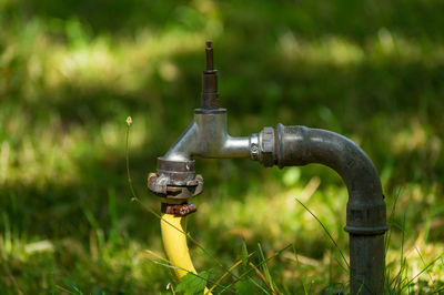 Close-up of grass in field