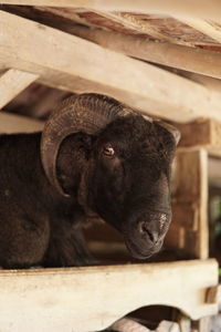 Portrait of black horse in pen