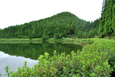 Reflection of trees in lake