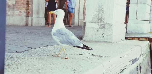 Seagull perching on retaining wall