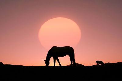 Silhouette horses on field against sky during sunset