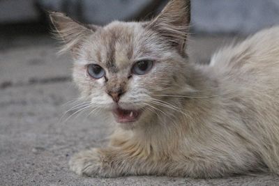 Close-up portrait of a cat