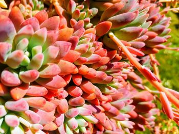 Close-up of pink flowering plants