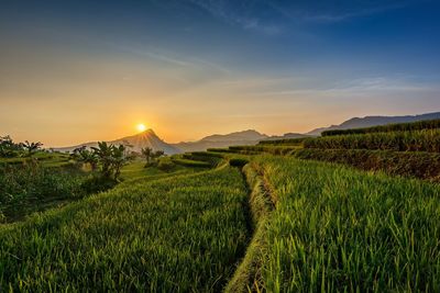 Scenic view of agricultural field against sky during sunset