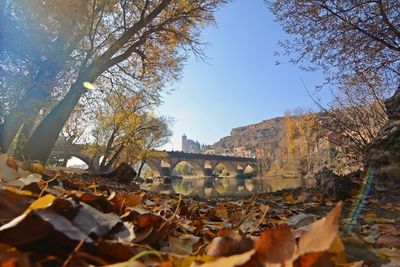 Autumn trees by mountains against clear sky