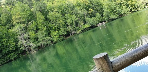 High angle view of tree by lake in forest