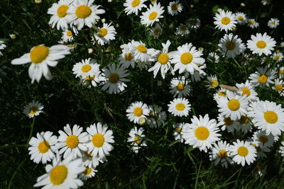 Close-up of white daisy flowers