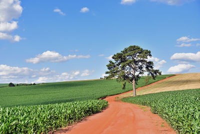 Scenic view of agricultural field against sky