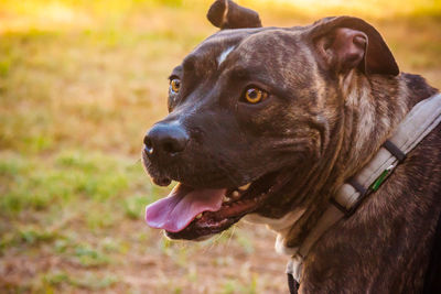 Close-up of black dog