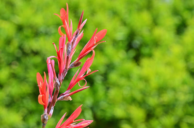 Close-up of pink flowers