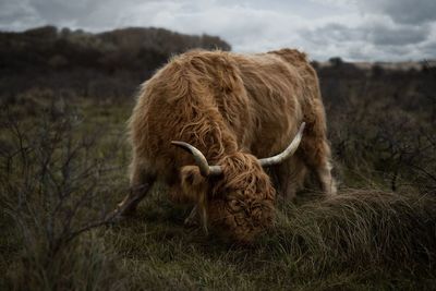 Highland cattle on field