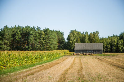 Scenic view of agricultural field against clear sky